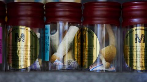 Woman with late-stage Alzheimer’s showed ‘functional improvements’ after taking psilocybin dosage, study finds