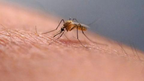 Scratching that bug bite might feel good at first but science explains why it’s a bad idea