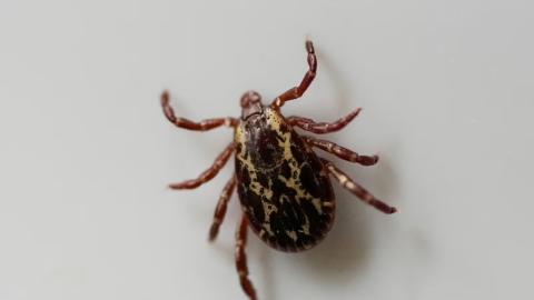 Lyme disease on the rise in Canada, but still likely underdiagnosed. Here’s how to protect yourself from ticks this summer.