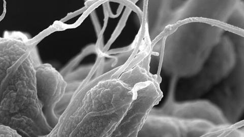 How generative AI and physics can help design new antibiotics