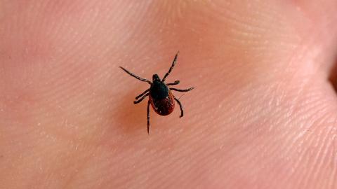Lyme disease is on the rise. Here's how to prevent it and what to do if you get bitten