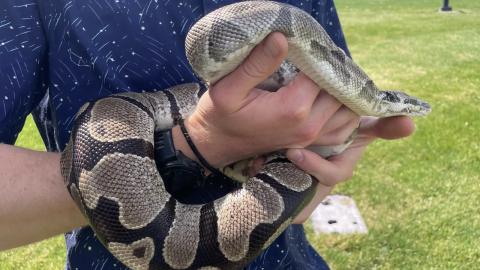 Pythons' extreme biology may hold clues for treating human disease