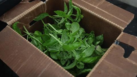 Why washing your fruit and vegetables won't save you from the parasite causing 'watery diarrhea'