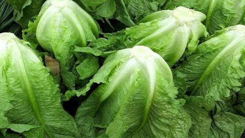 Some U.S. officials blame this salad green for cyclospora outbreak