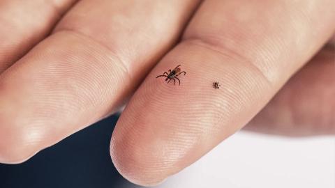 Lyme disease is becoming one of Canada's defining climate-health challenges