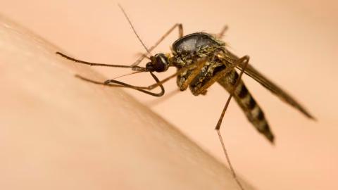 'Skeeter syndrome’ showing up in Alberta as mosquito populations boom