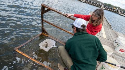 A strange transmissible cancer is spreading through the catfish in this lake