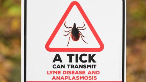 Know the risks: Cases of this tick-borne infection doubled last yearcb