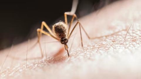 Toronto reports first human case of West Nile virus of the year