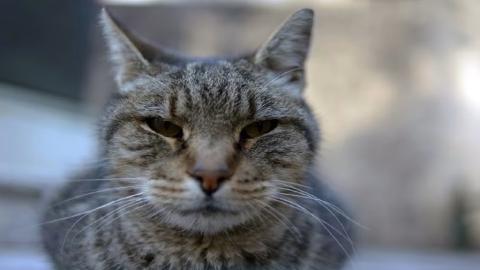 3 people treated after exposure to cat with raccoon rabies southwest of Montreal