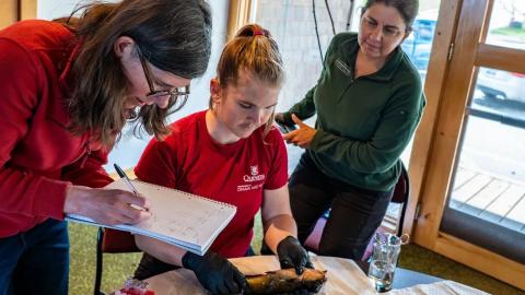 Researchers tracking whether contagious catfish cancer in Quebec has spread to N.B.