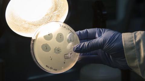 Safety fears as scientists make first viruses designed by AI