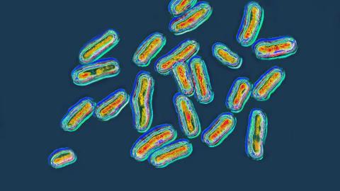 What eggs, jalapenos, chickens and chameleons have in common this summer: salmonella