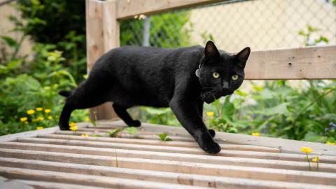 Second cat has contracted rabies in Quebec’s Montérégie region, health officials say