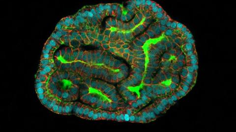 A mouse can’t tell us what works’: UK scientists to grow miniature human organs for drug testing