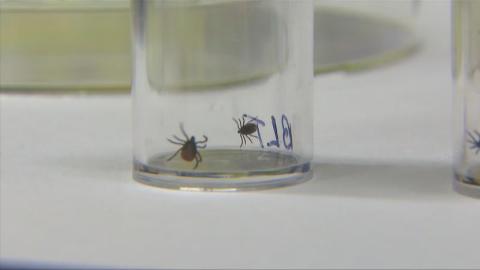 EU to study potential vaccine for Lyme disease