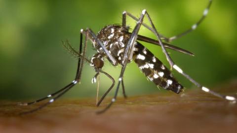 ‘Aggressive’ daytime biter: Tiger mosquito detected in Niagara Region, health unit says