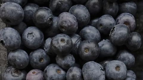‘No indication’ U.S. blueberry recall for death risk impacts Canada
