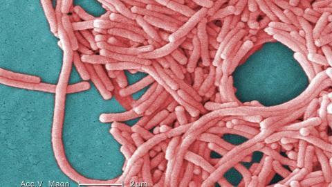 TTC cooling tower source of legionnaires’ disease outbreak in Toronto: public health