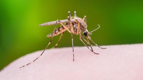 Two German airport workers die of malaria from mosquito on plane