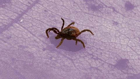 Canadian scientists import U.S. ticks for Lyme disease research – but that’s about to change
