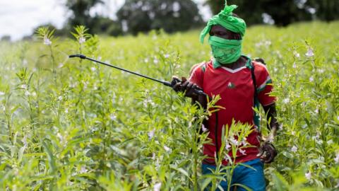 Almost half of world’s farmers poisoned by pesticides every year, experts find