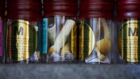 U.S. study tests psilocybin to fight cancer side effects