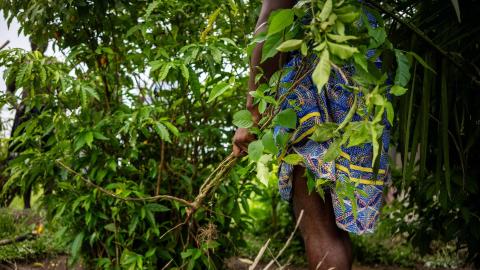 What is ibogaine, and what does it treat?