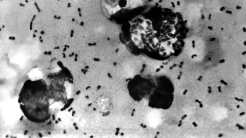 What is pneumonic plague and how dangerous is it?