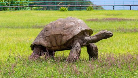 A 194-year-old tortoise, world’s oldest land animal, may hold clues to longer life