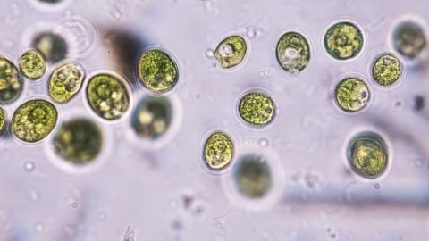 How pond algae led to a Nobel prize and a new way to study the brain