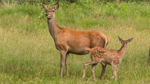 Hunters take issue with Saskatchewan’s plan to end chronic wasting disease testing