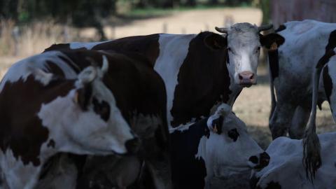 1st human case of livestock virus Shamonda reported in France