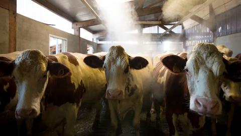 What is Shamonda, the livestock virus found for the first time in a person in France?