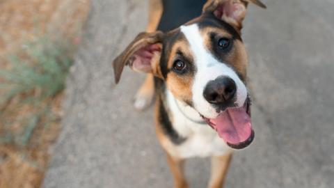 27 sickened, mostly in Alta. and B.C., by salmonella in outbreak linked to dog food and treats