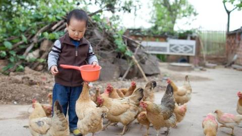 3 more H9N2 avian flu cases confirmed in China