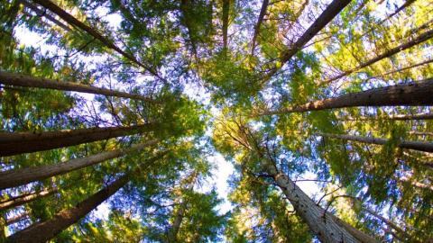 Trees as a 'health-care ally': How medical facilities are using plants to heal patients and the planet