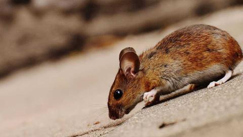 How the Government of Canada is (Or is Not) Monitoring Our Homegrown Hantavirus Strain