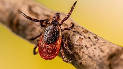 Public Health Alerts: Emergence of babesiosis in Nova Scotia, Canada
