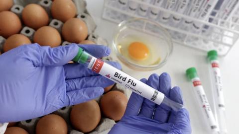 US senators push for urgent action on bird flu vaccine
