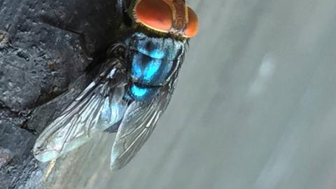 A flesh-eating cattle parasite is spreading in Texas as 2 far-flung screwworm cases are found