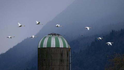 Animal sanctuary in B.C. 'devastated' by avian flu case