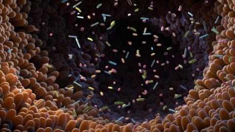 Antibiotic use linked to 'persistent' gut microbiome changes
