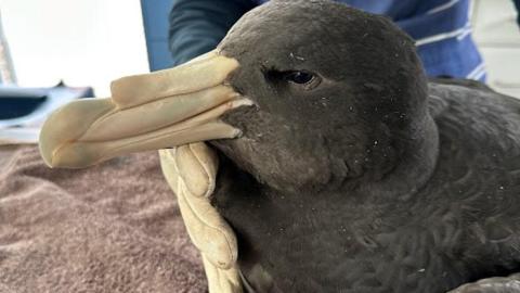 Australia confirms first mass death of seabirds from H5N1 bird flu
