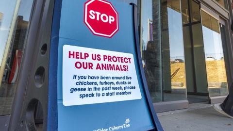 Avian flu case at Calgary-area petting zoo 'concerning,' but Alberta cases are 'random,' says producer