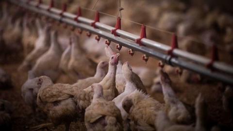 Avian flu detected at commercial poultry farm in southwest Ontario