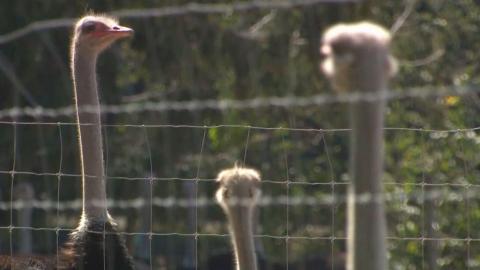 Avian flu: Should B.C. ostriches be culled? What experts say
