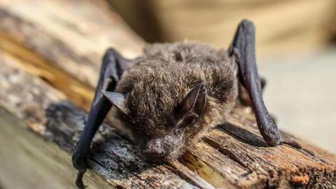 Ontario boy died after a bat sat on his face. There were no visible bites
