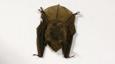 Doctors detail 2024 Ontario child rabies death in effort to warn about contact with bats