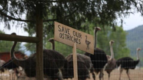 B.C. ostrich cull over avian flu exposure can proceed, federal appeal court rules